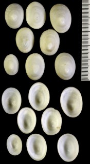 ワタゾコシロガサの仲間 未詳 Cocculina sp. small