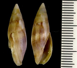 コマリフデ Mitra picta aerumnosa small