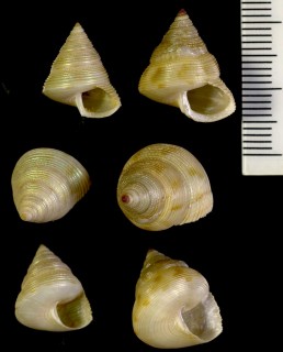 カゲロウエビスの一種 cf. Calliostoma perfragile small