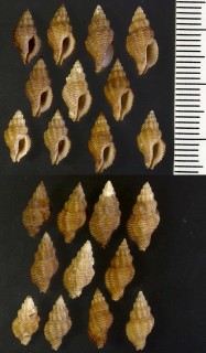 シロゴマフヌカボラの近似種 Cytharomorula eximius aff. small