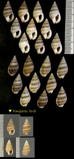 キヌヨウバイ 絹余賦貝 Nassarius concinnus small