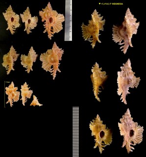 モミジバショウ Pterynotus orchidiflorus cerinamarumai small