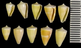 カリブ海のイモガイ Conus kirkandersi small