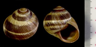 クチグロエスカルゴ Helix melanostoma small