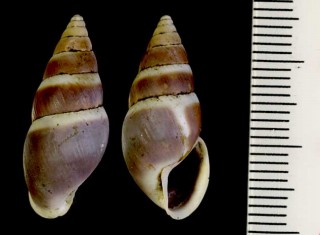 コーカサスのキセルモドキ Caucasicola raddei small