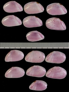 カリブ海のベニザクラ Tellina sandix small