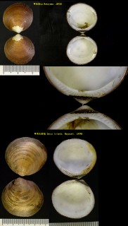 ベニグリ 紅栗 Glycymeris rotunda small