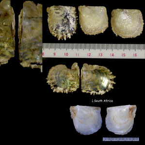 ミドリアオリ Pinctada maculata small