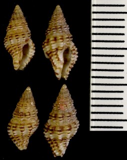 クチビルノシガイ Enginopsis concinna small