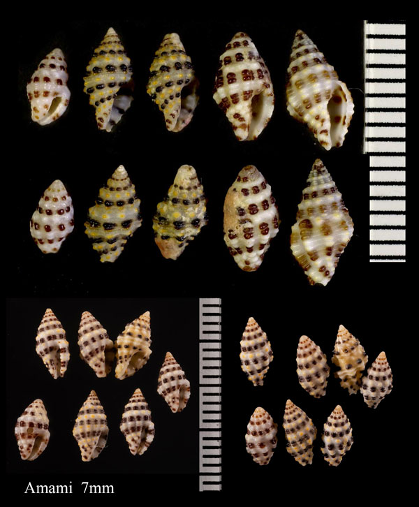 ゴマダラノシガイ Enginopsis zepa small