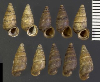 アズキガイの仲間 ニュージーランド Liarea hochstetteri hochstetteri small