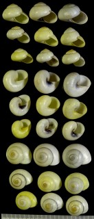 オオタチバナマイマイ Naninia clairvillia small