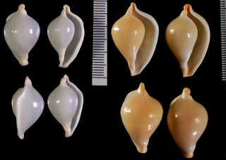 イシバシウミウサギ 石橋海兎 Ovula ishibashii small