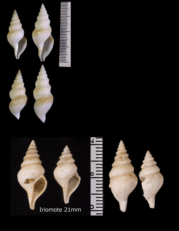 ジュウリョウフデシャジク 十両筆車軸 Daphnella proxima small