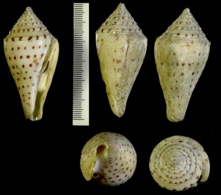 コブットウイモ 小佛塔芋 Conus stupella small