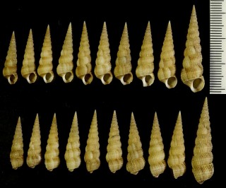 キヌメヌノメイトカケ Amaea oyasionensis small