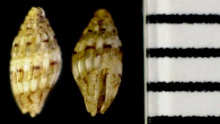 ニヨリキリコノミニナ Zafra hervieri small