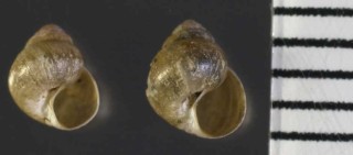 アカオカチグサ cf. 赤陸千草 Paludinella rubida small