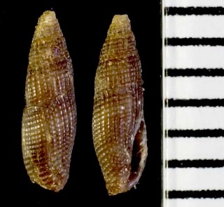 ノミフデ Thala ogasawarana small
