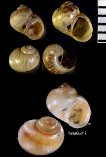 ウミマイマイ 海蝸牛 Salinator takii small
