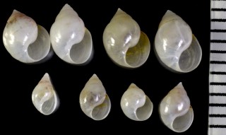 アマクサヤドリニナ Stilifer ophidiastericola small