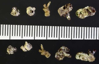 ムカデガイ 百足貝 Vermetus renisectus small