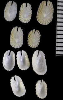 コバンスソキレ Emarginella eximia small