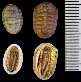 カドバリウスヒザラ Ischnochiton poppei small