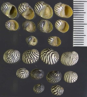 テマリカノコ Puperita pupa small