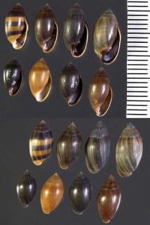 ハマシイノミガイ 浜椎ノ実貝 Melampus castaneus small