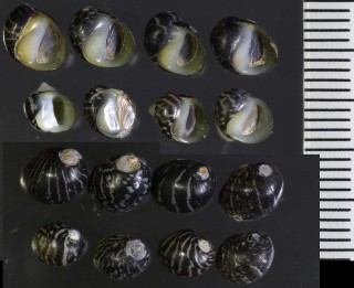 ジョルダンカノコ (仮称) Theodoxus jordani small