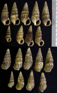 リュウキュウウミニナ 琉球海蜷 Batillaria flectosiphonata small