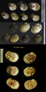 クチベニアマオブネ Nerita signata small