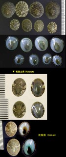 クモリアオガイ Notoacmea nigrans small