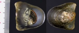 ハワイのツバサカノコの仲間 Theodoxus vespertinus small