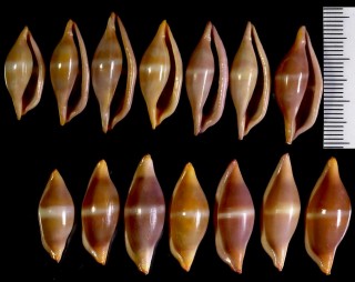 ハラブトキヌヅツミ Phenacovolva sowerbyana small