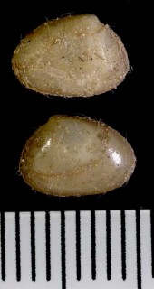 チチノシタタリ 乳の滴 Radobornia bryani small