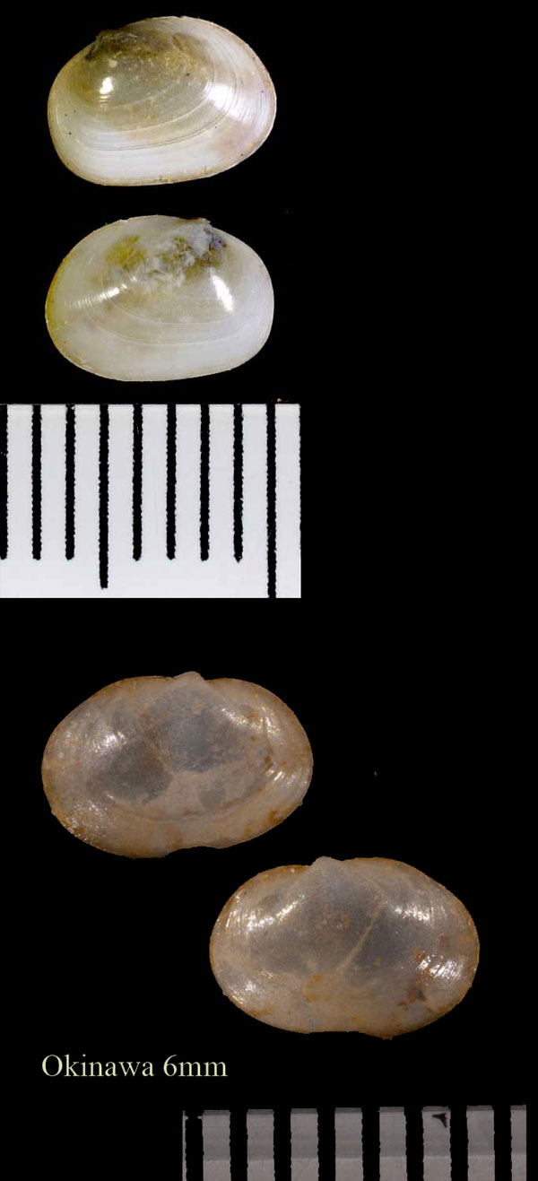 チチイロマメアゲマキ (メノウマメアゲマキ) Scintilla semiclausa small