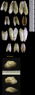 トマヤエガイ 苫屋江貝 Barbatia cometa small