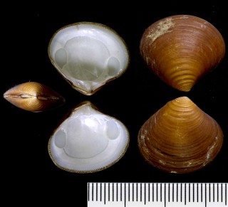 アカツキエゾシラオ Astarte fusca small