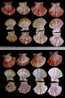 ターナムタエニシキ Mirapecten thaanumi small