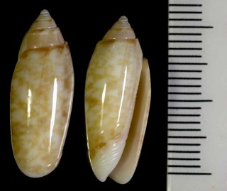 キヌマトイマクラのブルームの型 Oliva kurzi small