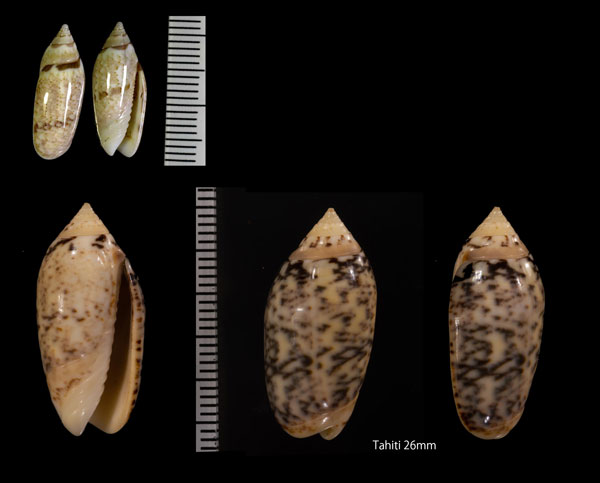 サラサマクラ Oliva lentiginosa small
