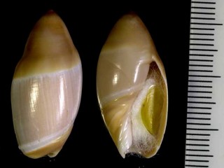 ニュージーランドのリュウグウボタル Ancilla mucronata small