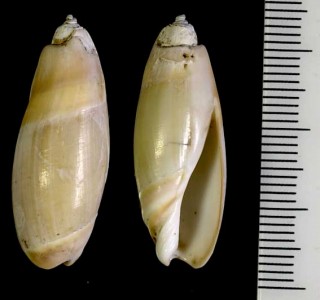 ナンキンリュウグウボタル Ancillus monachalis small