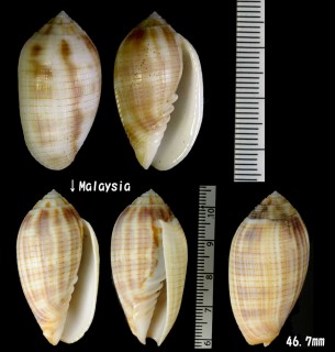 イモフデガイ 芋筆貝 Pterygia dactylus small