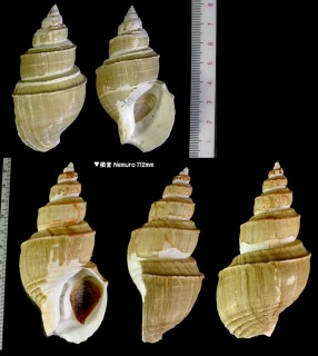 ヤゲンバイ 薬研? Clinopegma unicum damon small