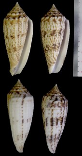 ソロモンナガイモ Conus australis gabryae small