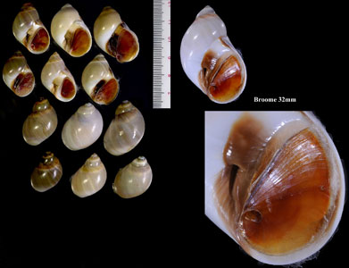 エンスイツメタ (エンスイタマガイ) Polinices conicus small