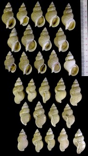 サガミバイ 相模? Buccinum sagamianum small